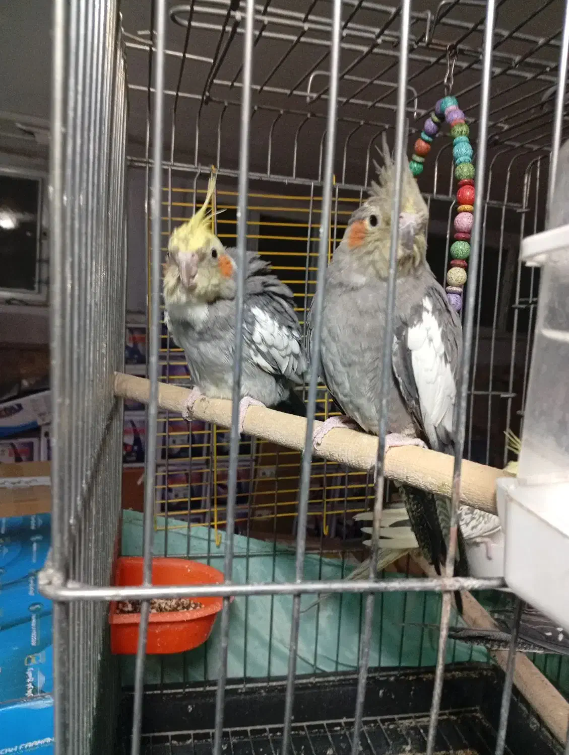 چهارتا عروس دستی و مولد|پرنده|تهران, شهرک شریعتی|دیوار