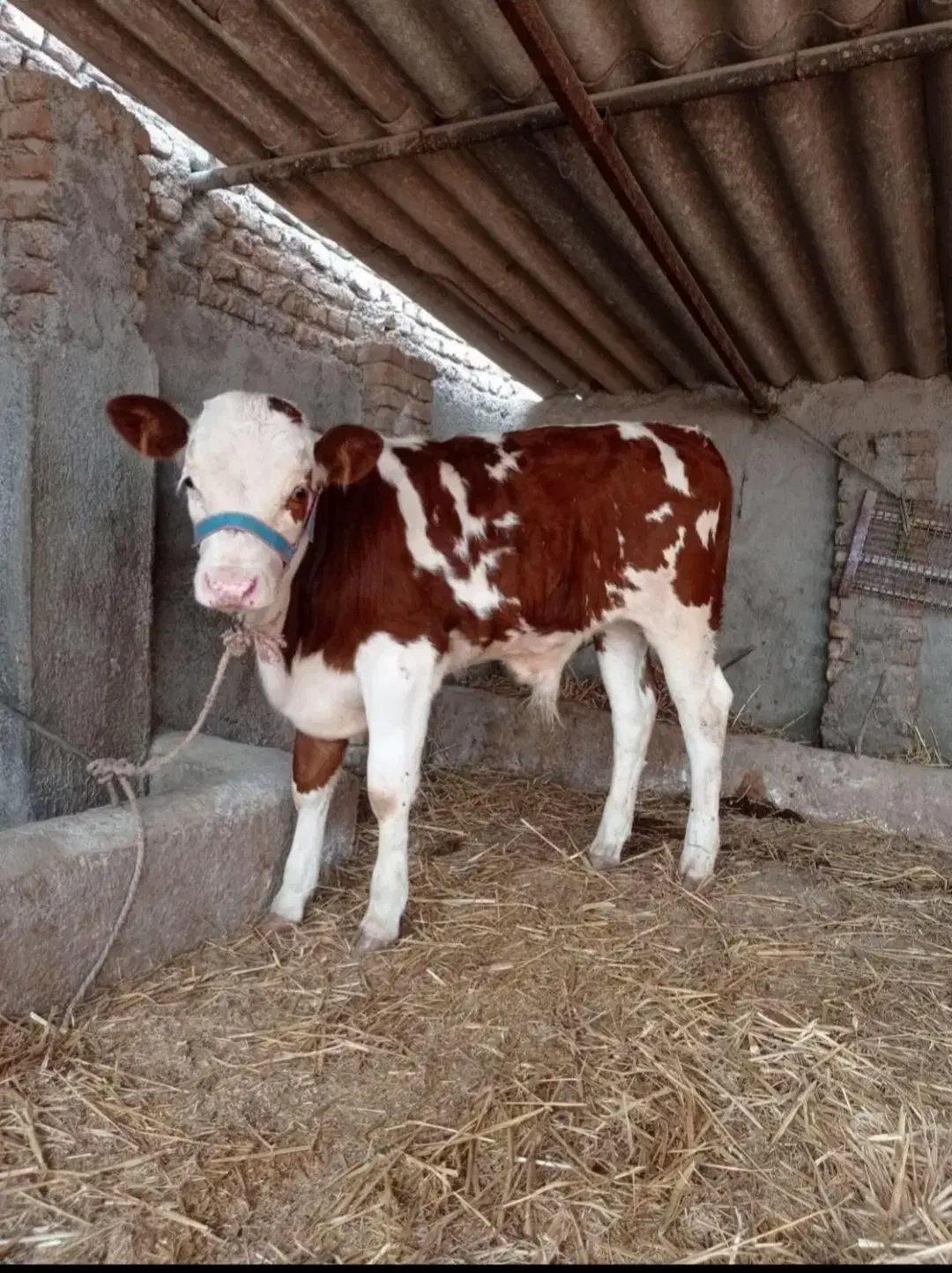 گوساله اصیل ساده|حیوانات مزرعه|قم, صادقی|دیوار