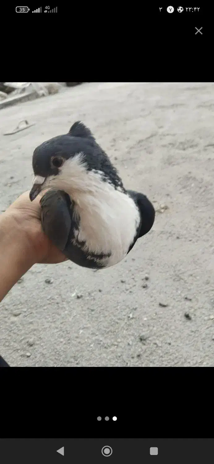 کفترربش وساده|پرنده|سربیشه, |دیوار