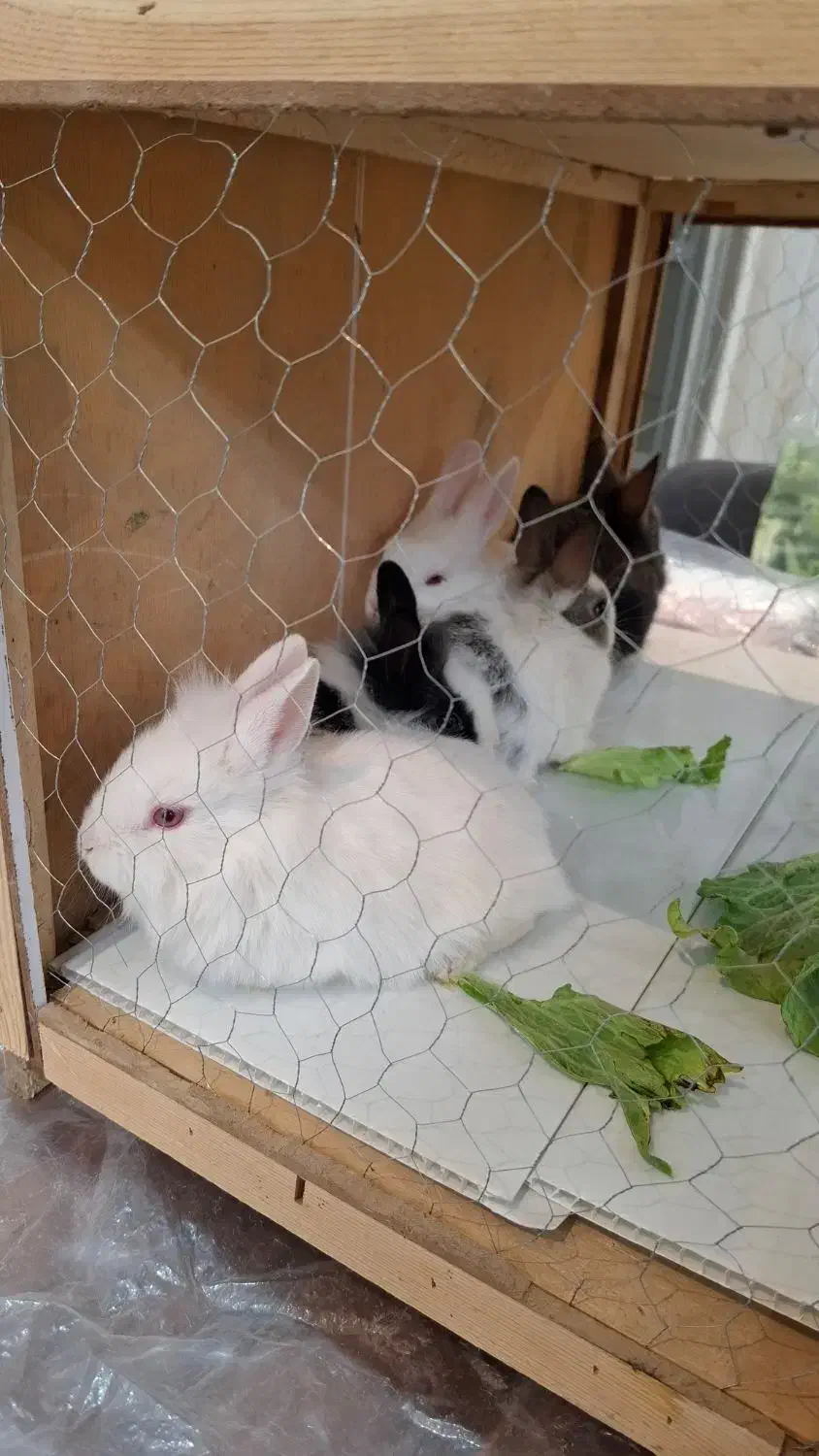 خرگوش بچه خرگوش|موش و خرگوش|خمینیشهر, |دیوار