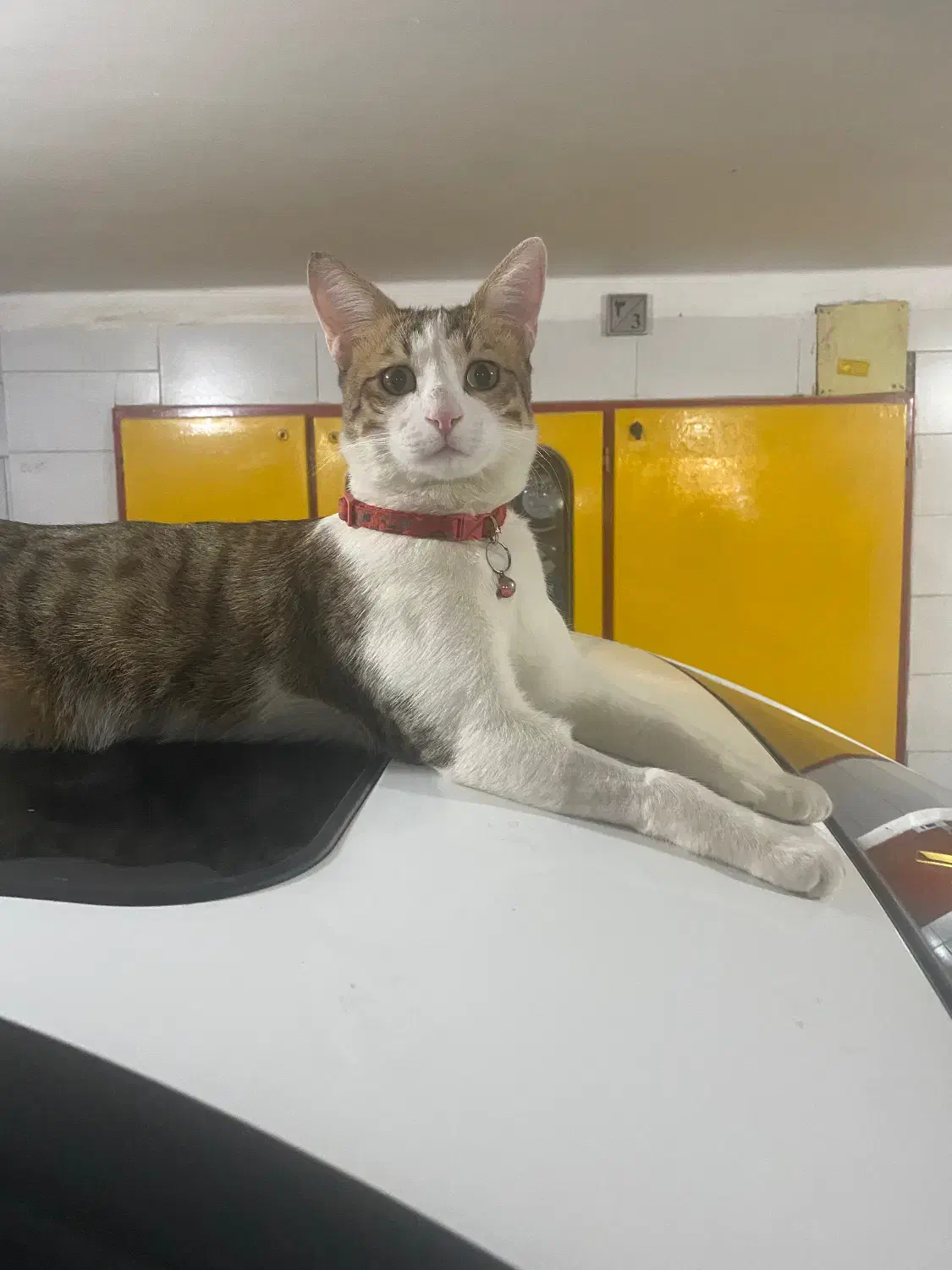 گربه گمشده|حیوانات|اهواز, کوروش|دیوار