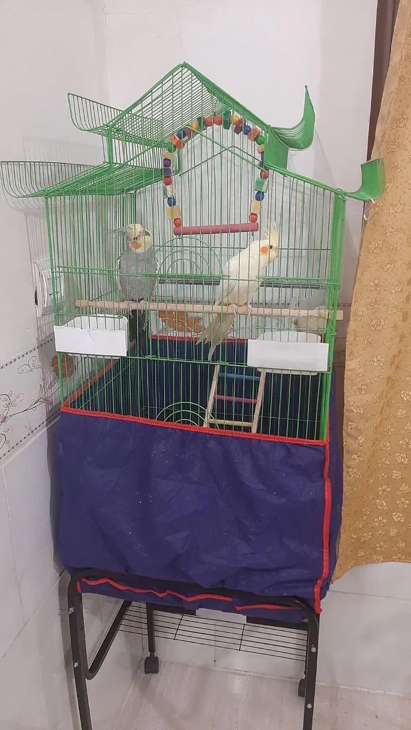 عروس هلندی اهل|پرنده|کرمان, |دیوار