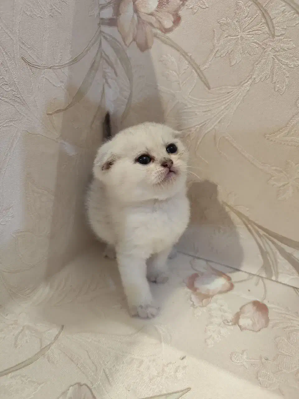 جوجه اسکاتیش|گربه|مشهد, بهاران|دیوار