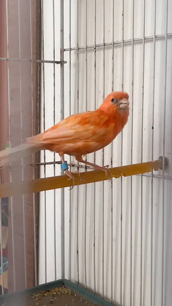 ماده ردتازه بالغ|پرنده|بیرجند, |دیوار