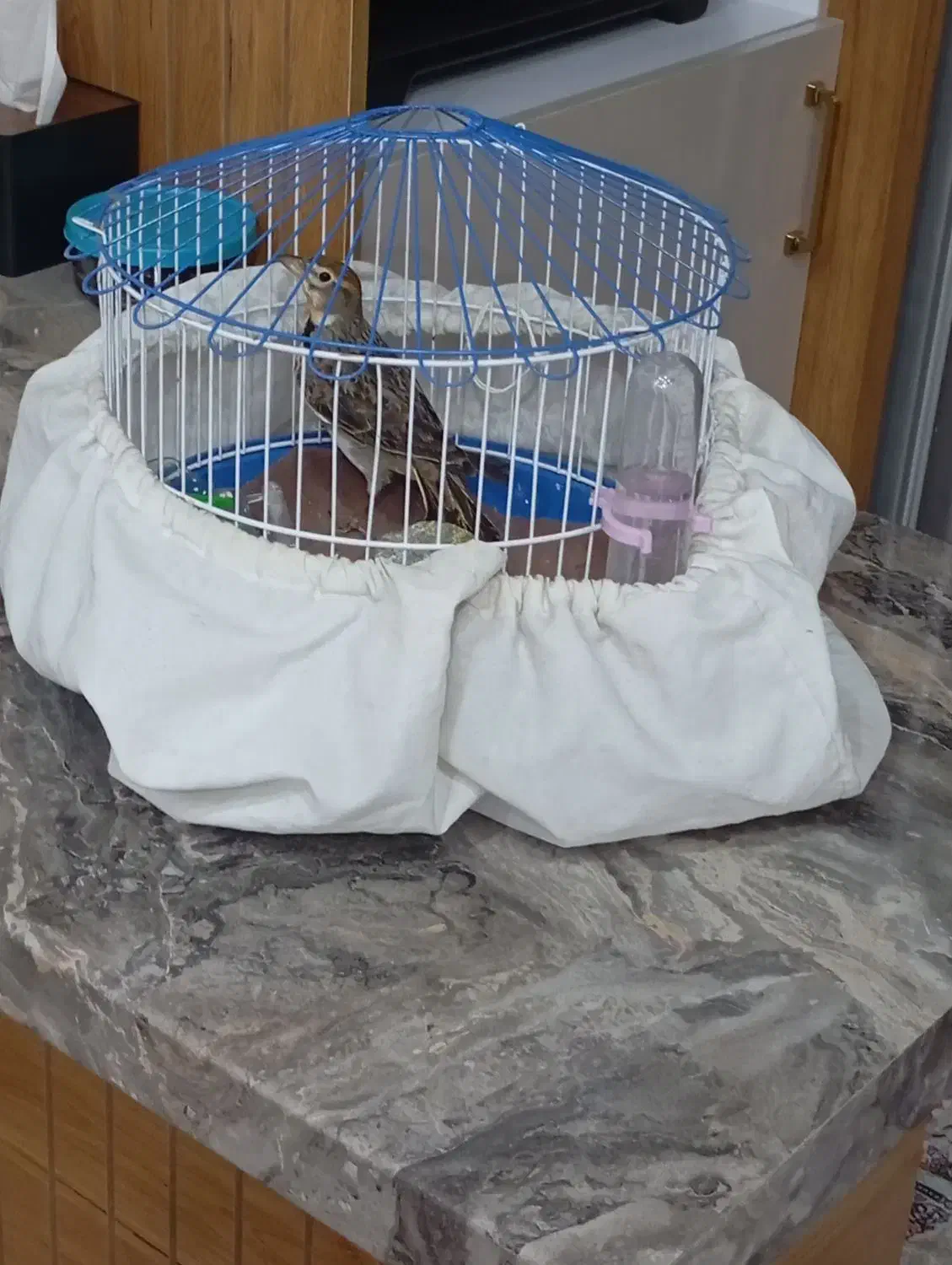 سهره خاکی|پرنده|اردبیل, |دیوار