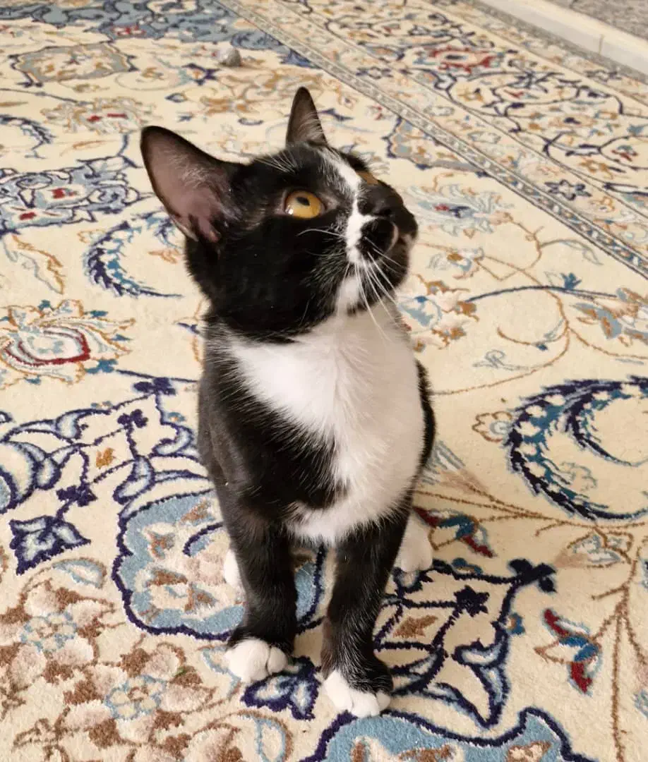 گربه ۵ماهه واکسن زده|گربه|اصفهان, سعادتآباد|دیوار