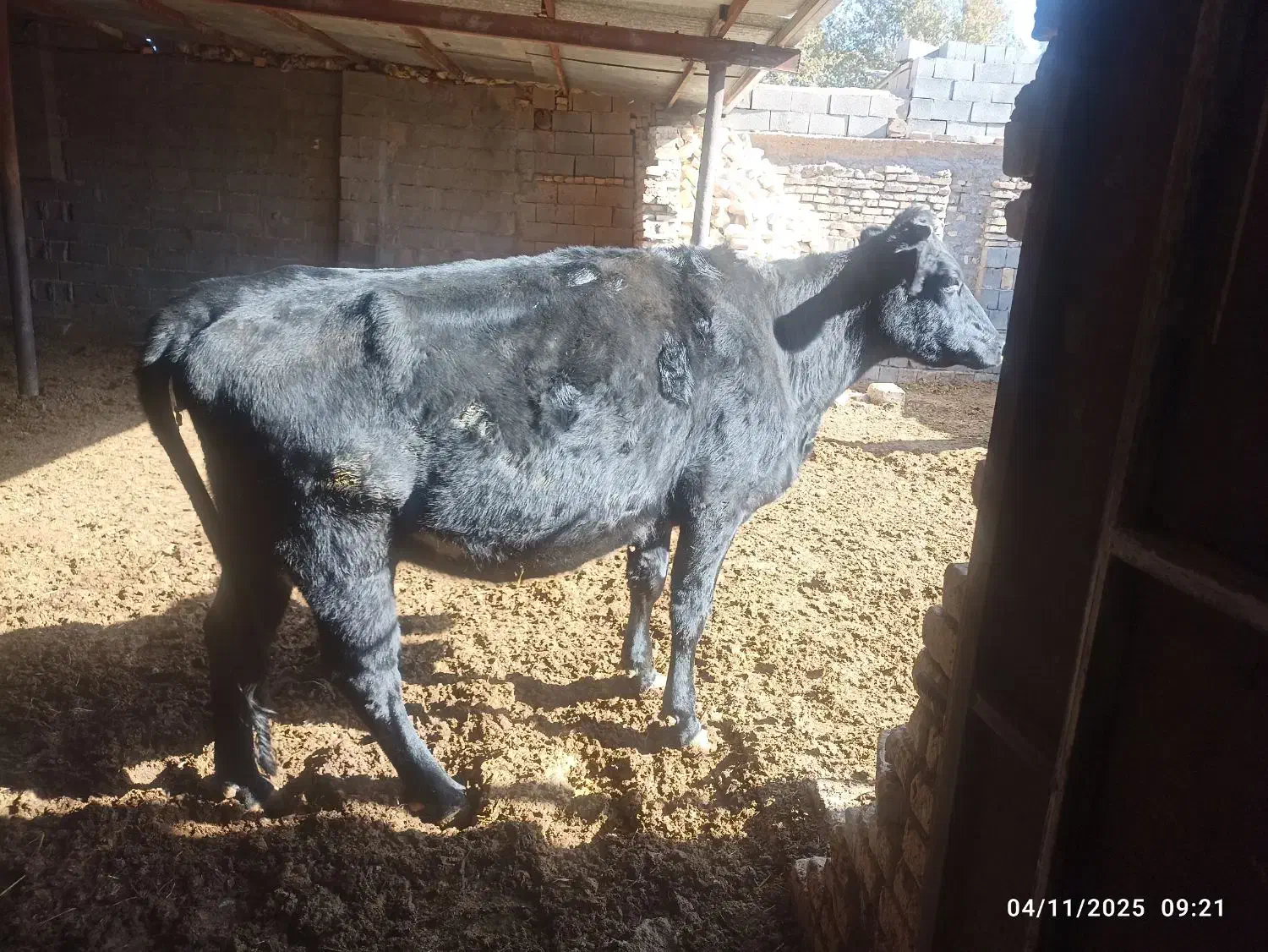 شنگل شکم اول|حیوانات مزرعه|بهمن صغاد, |دیوار