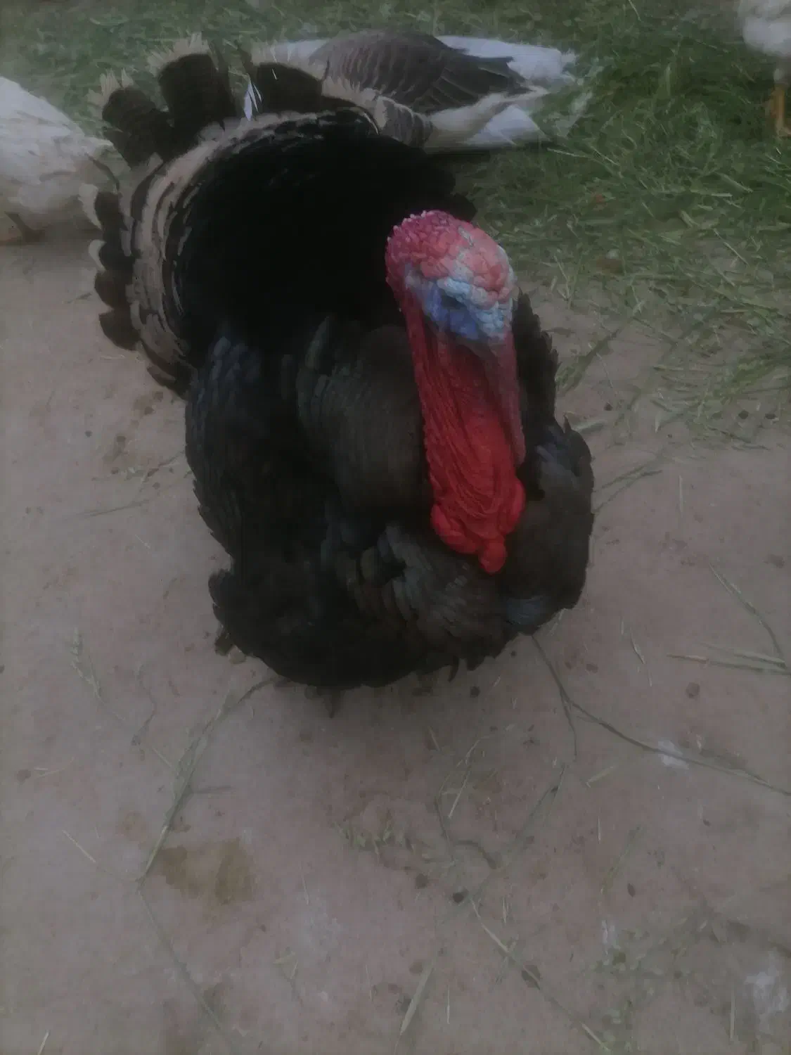 انواع بوقلمو ماده وجوجه|حیوانات مزرعه|اسدآباد, |دیوار