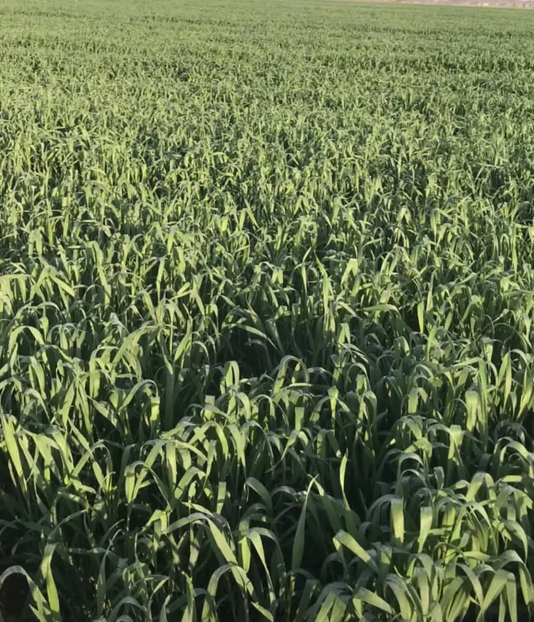 زمین کشاورزی درجه یک|فروش دفتر صنعتی، کشاورزی، تجاری|سوسنگرد, |دیوار