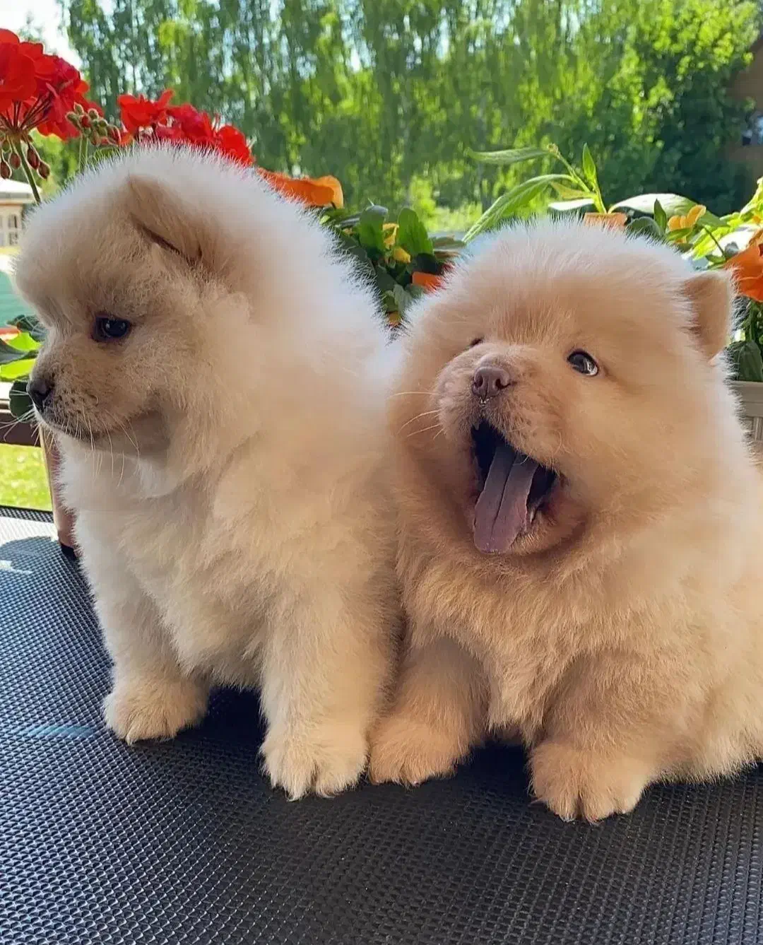 فروش توله چاوچاو چمپیون و خرسی اصل|سگ|کرج, مهرویلا شمالی|دیوار