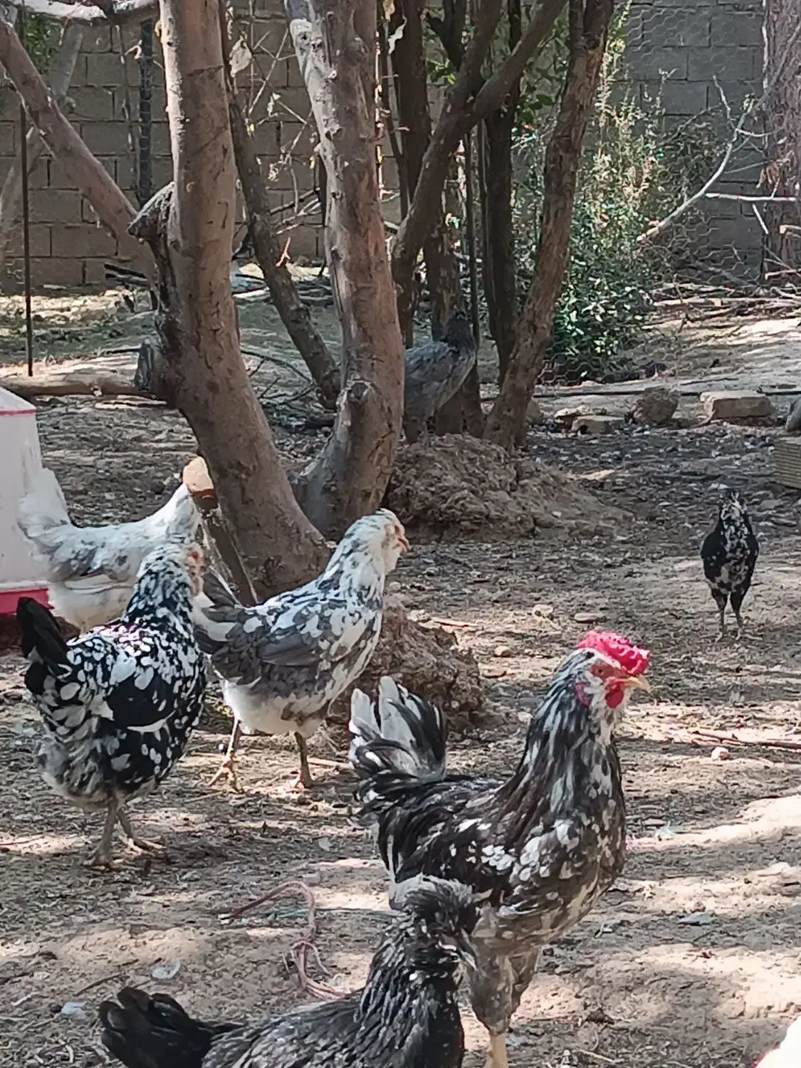 فمرغ گلین فول|حیوانات مزرعه|شیراز, کیان آباد|دیوار