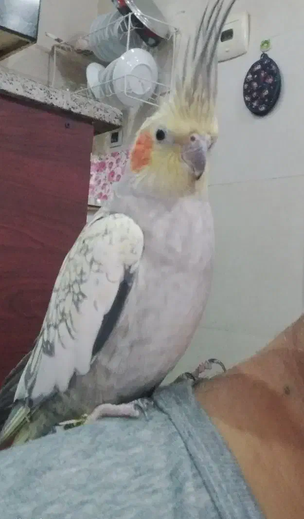 عروس هلندی|پرنده|شیراز, فاضل|دیوار