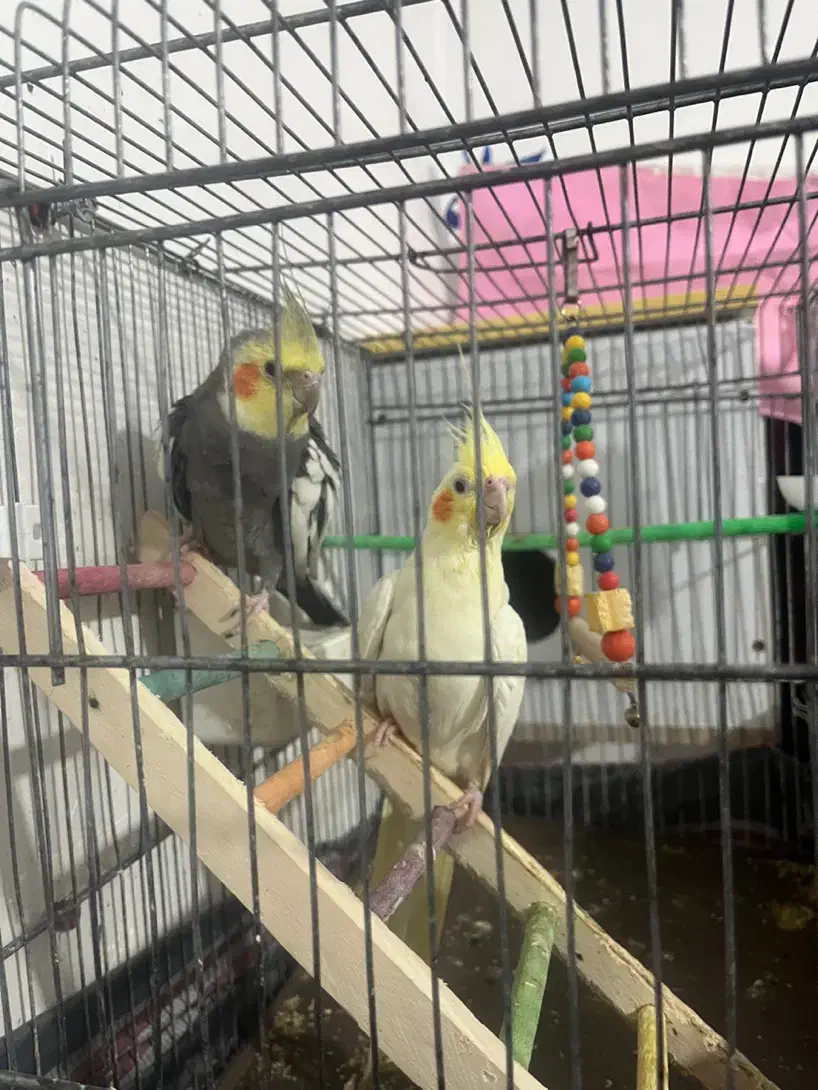 معاوضه عروس هلندی سخنگو با قناری|پرنده|شاهرود, |دیوار