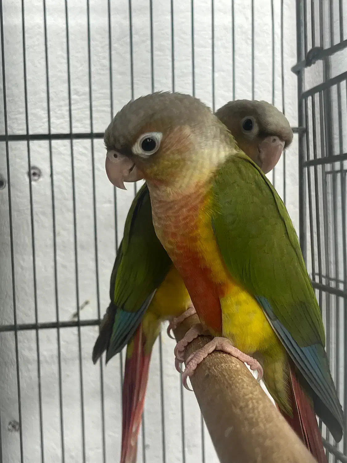 جوجه گرینچک|پرنده|قشم, |دیوار