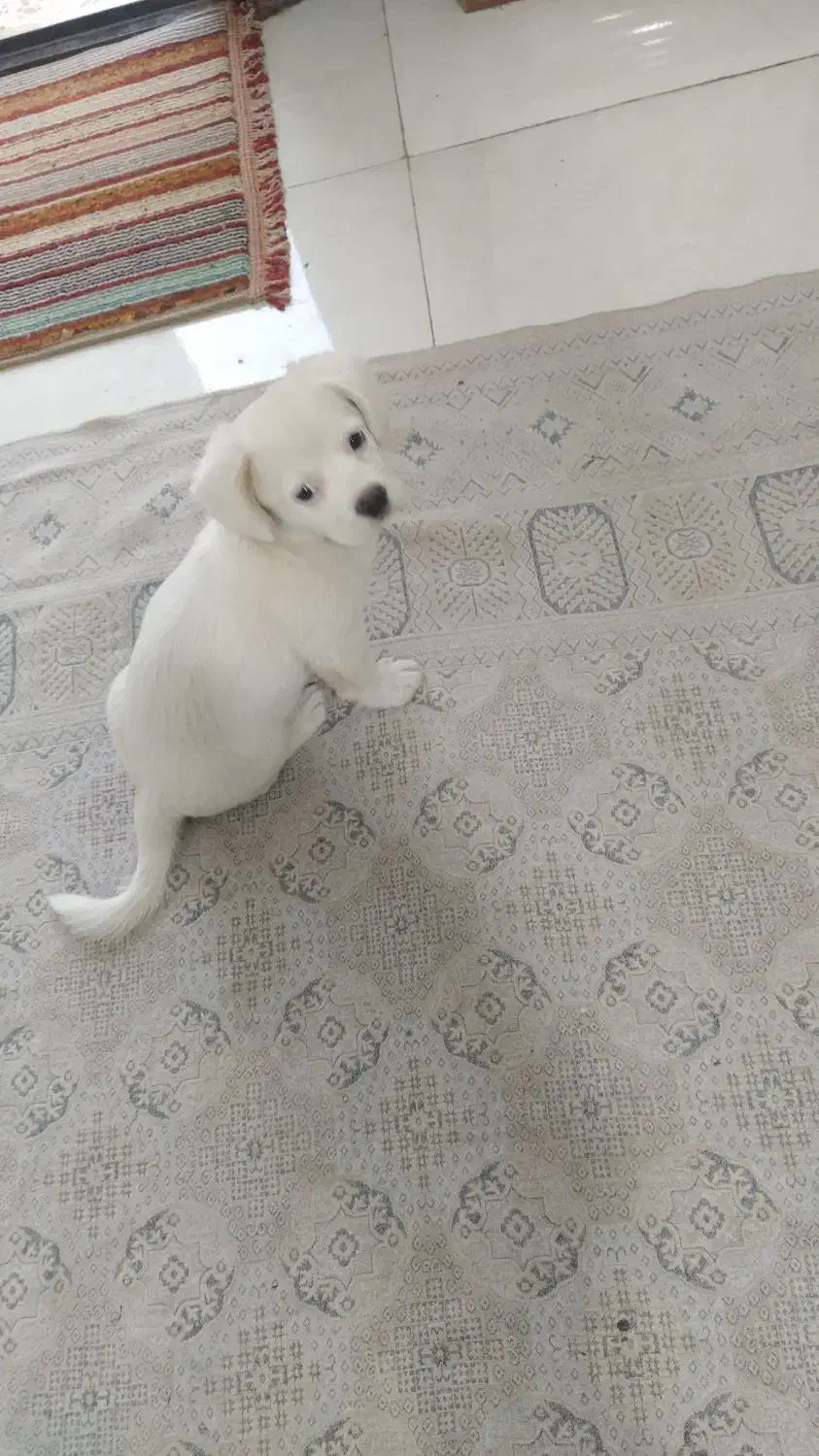 واگذاری سگ|سگ|شیراز, حجت آباد|دیوار