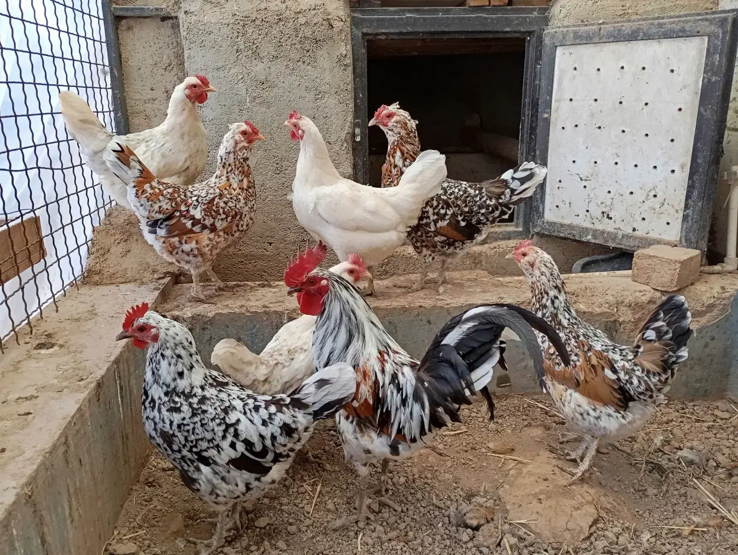 تخم مرغ نطفه دار گلین لری|حیوانات مزرعه|هشتگرد, هیو|دیوار