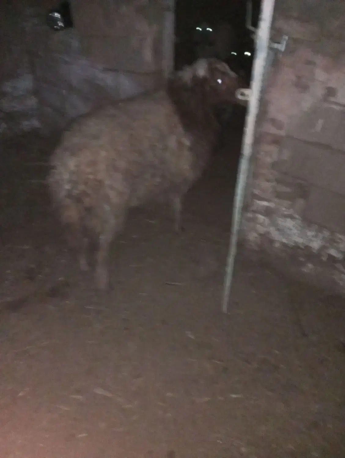 قوچ دو رگه|حیوانات مزرعه|سبزوار, رباط|دیوار