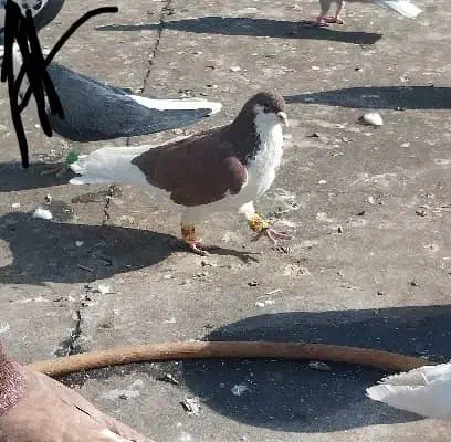 چندتاکفترشهرستانی شرط دوروزرنگ|پرنده|شوشتر, |دیوار