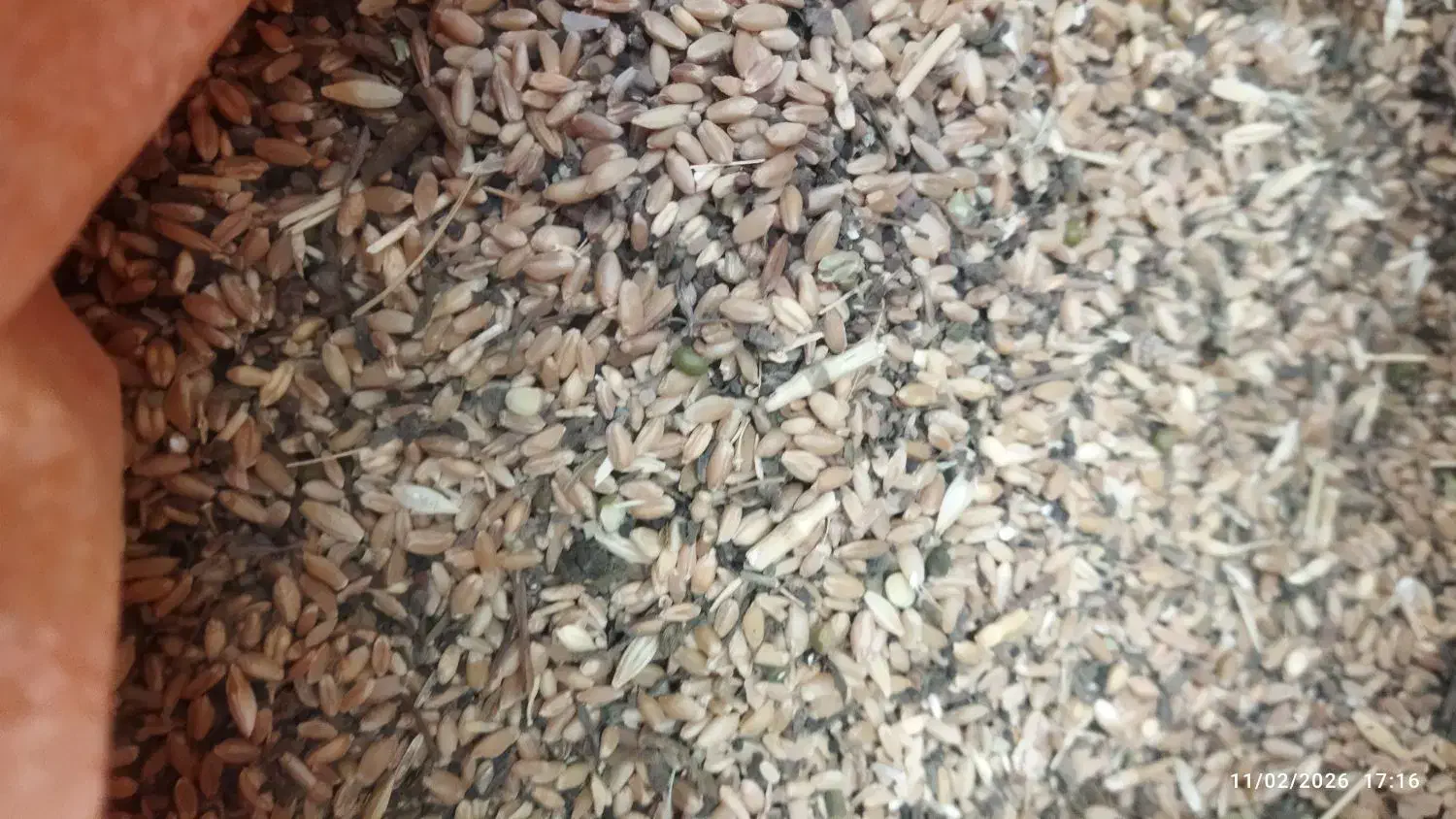 گندم|لوازم جانبی حیوانات|مسجد سلیمان, |دیوار