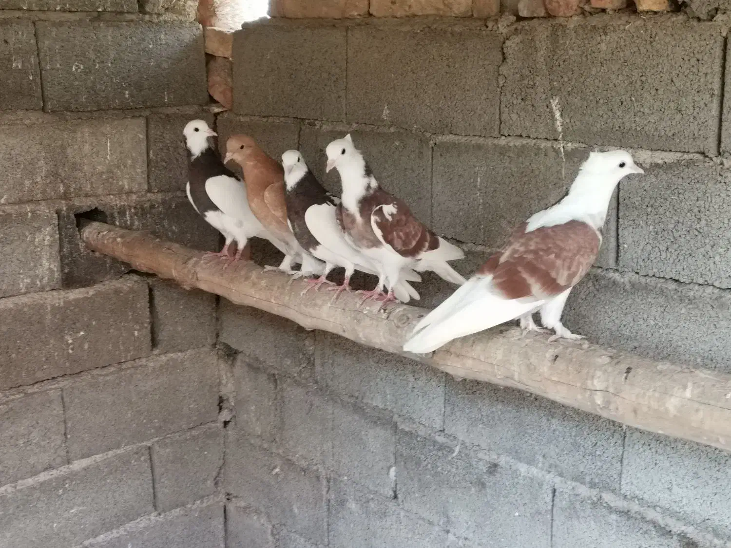 فروش کبوتر پرشی ساعت سنگین|پرنده|بهشهر, |دیوار