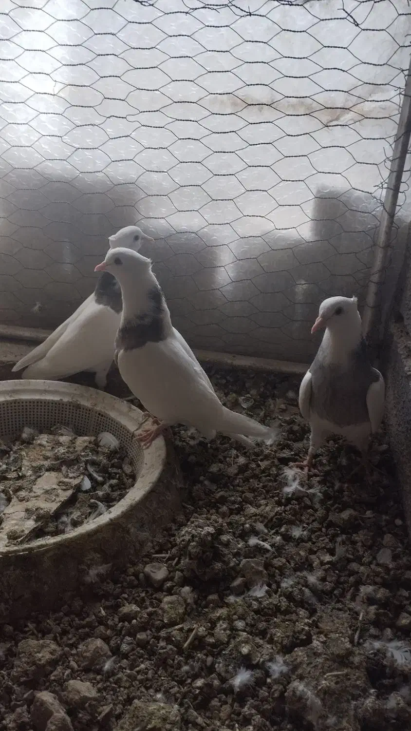 طوقی جوانه|پرنده|بیستون, |دیوار