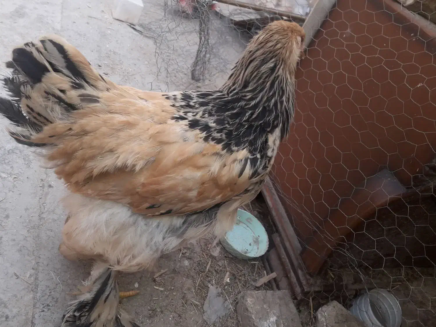 نیمچه برهما|حیوانات مزرعه|قم, علی آباد سعدگان|دیوار