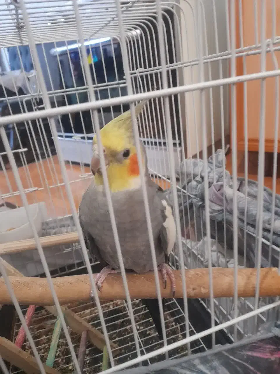 عروس هلندی نر سخنگو|پرنده|پاکدشت, پاکدشت (مامازند)|دیوار