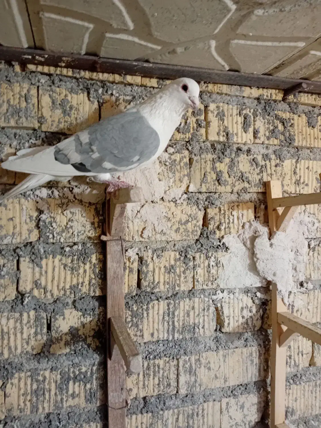 پلاکی طوقی زرد|پرنده|شیراز, سلطان آباد|دیوار