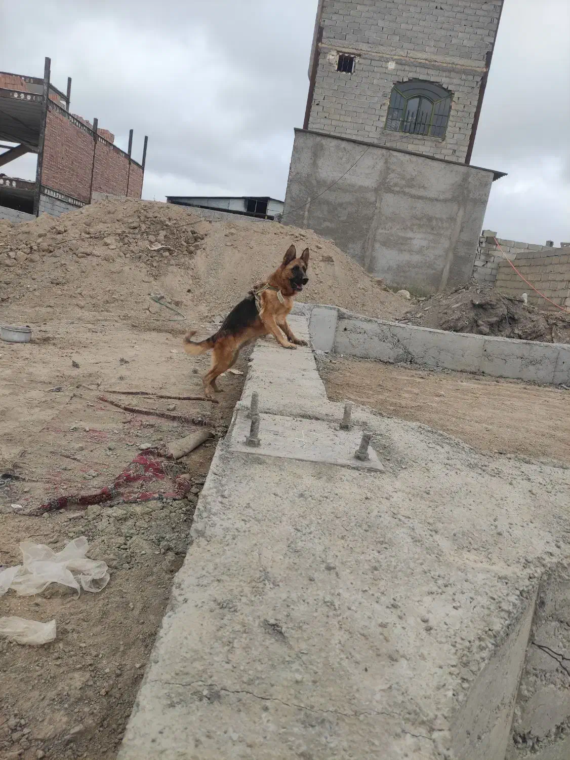 ژرمن شپرد|سگ|اردبیل, |دیوار