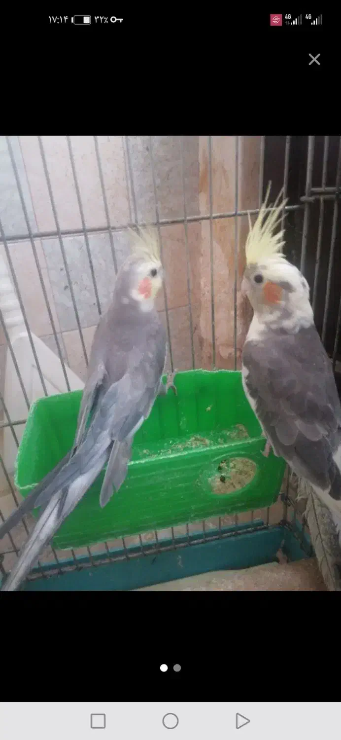 یک جفت عروس هلندی|پرنده|بیجار, |دیوار