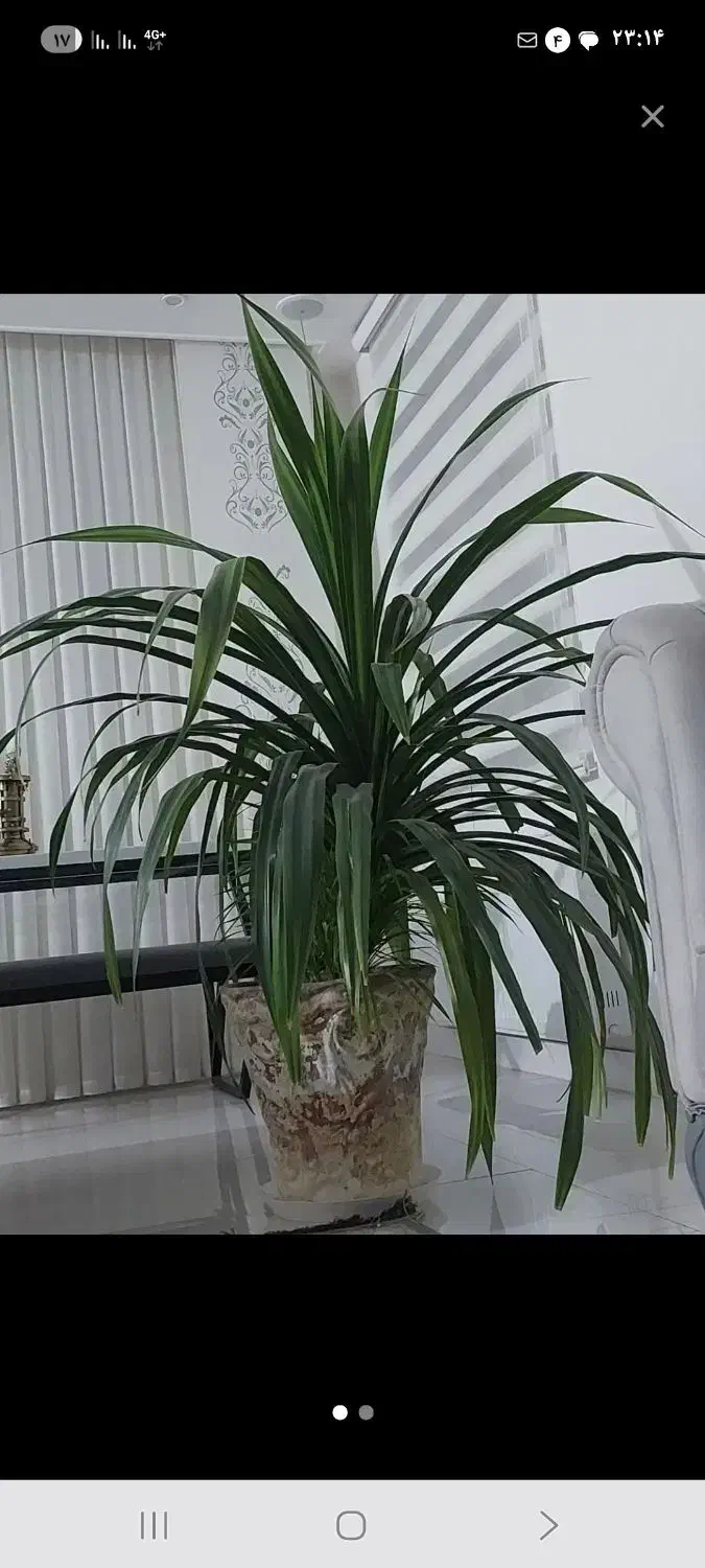 گل پاندانوس بزرگ|گل و گیاه طبیعی|نیشابور, شهرک اندیشه|دیوار