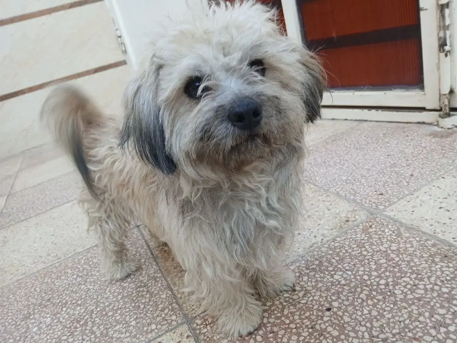 سگ پاپی|سگ|خمینی‌شهر, |دیوار