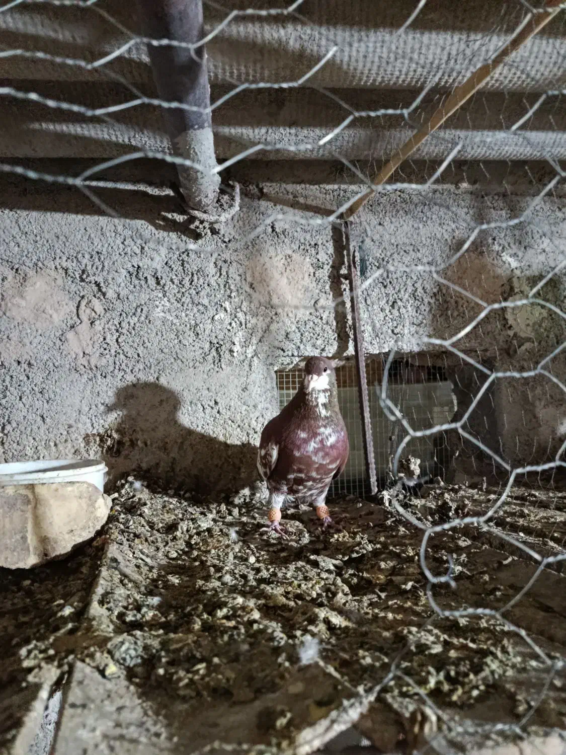 فروشی شهری|پرنده|ارسنجان, |دیوار