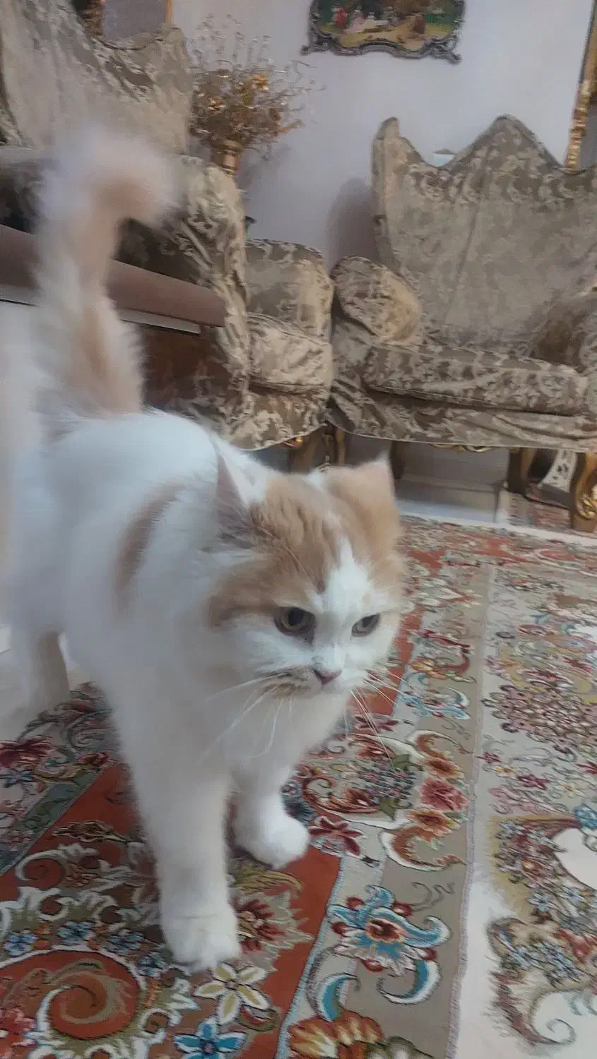 گربه پرشین|گربه|تبریز, |دیوار