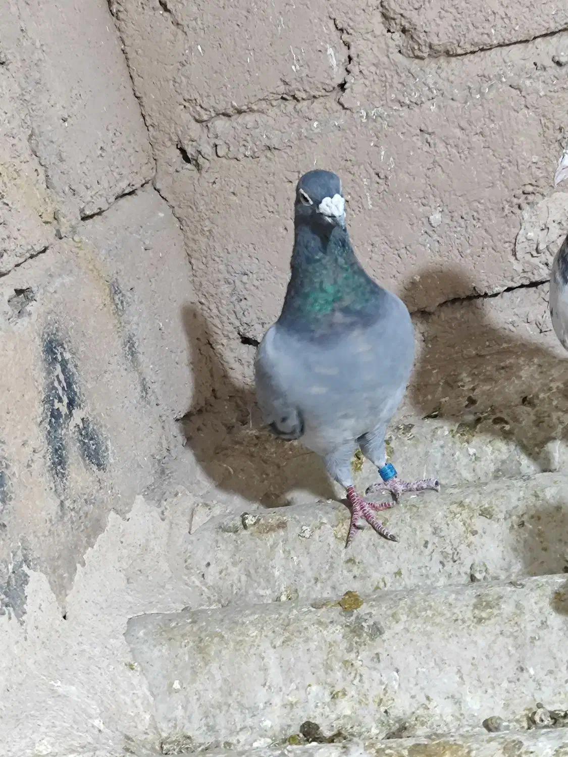 کبوتر.پلاکی|پرنده|مبارکه, |دیوار