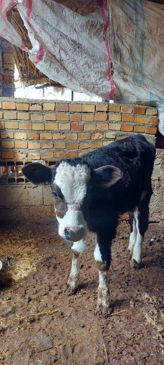 گوساله مونت|حیوانات مزرعه|مینودشت, |دیوار