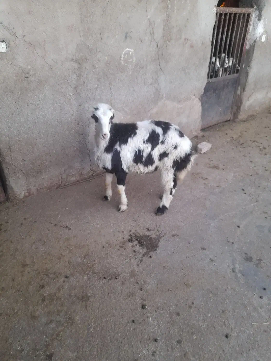 گوسفند مزرعه|حیوانات مزرعه|شیروان (لرستان), |دیوار