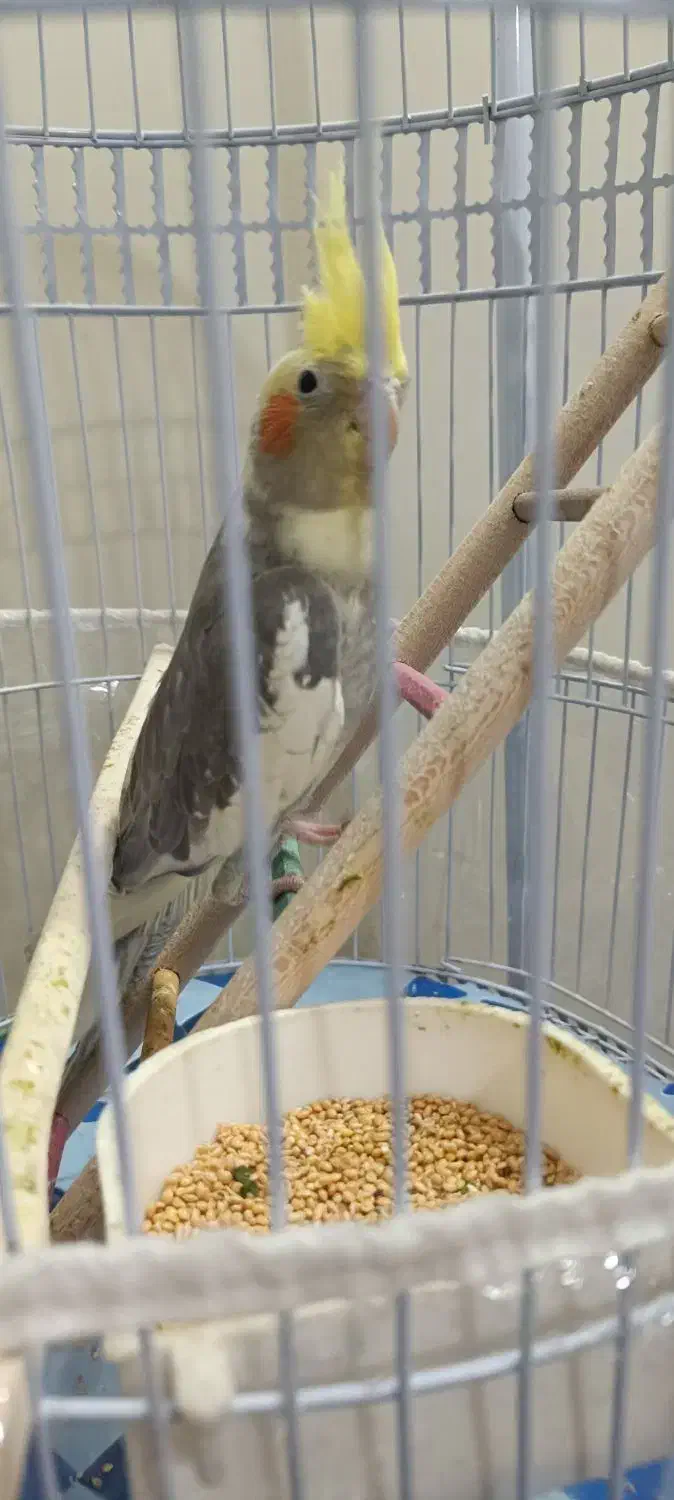 عروس هلندی|پرنده|مشهد, مشکینی (شهرک غرب)|دیوار