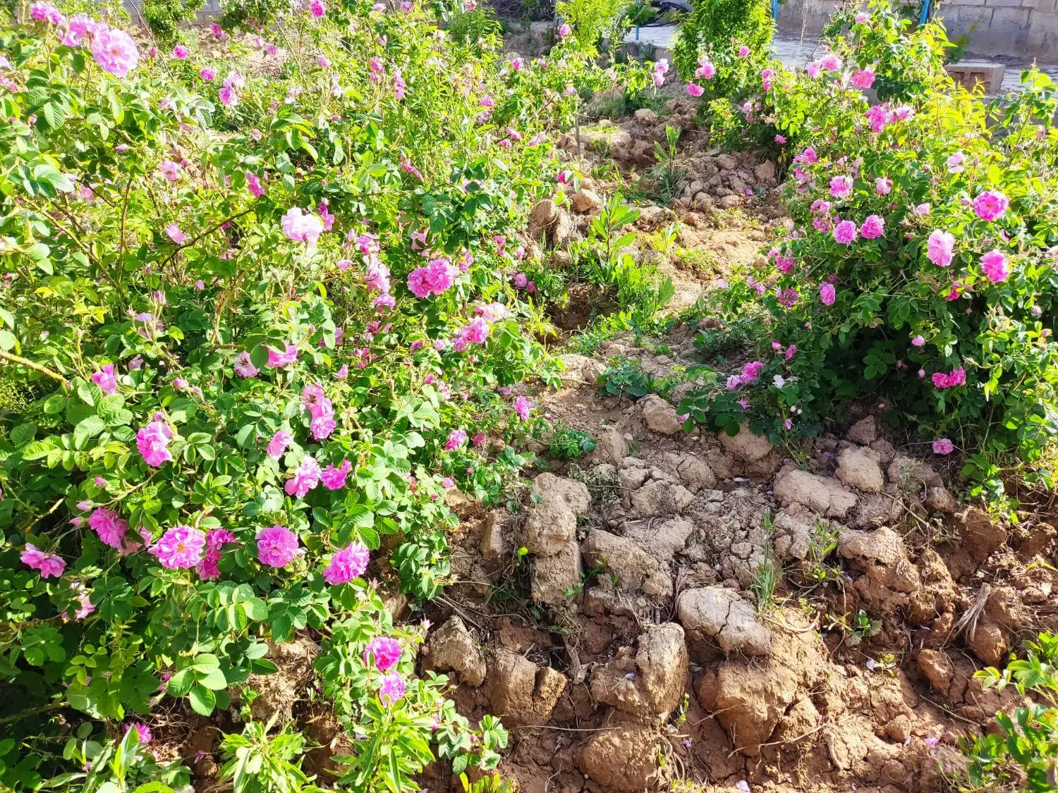 نهال گل محمدی باکیفیت|خدمات باغبانی و درختکاری|نجفآباد, دفاع مقدس|دیوار