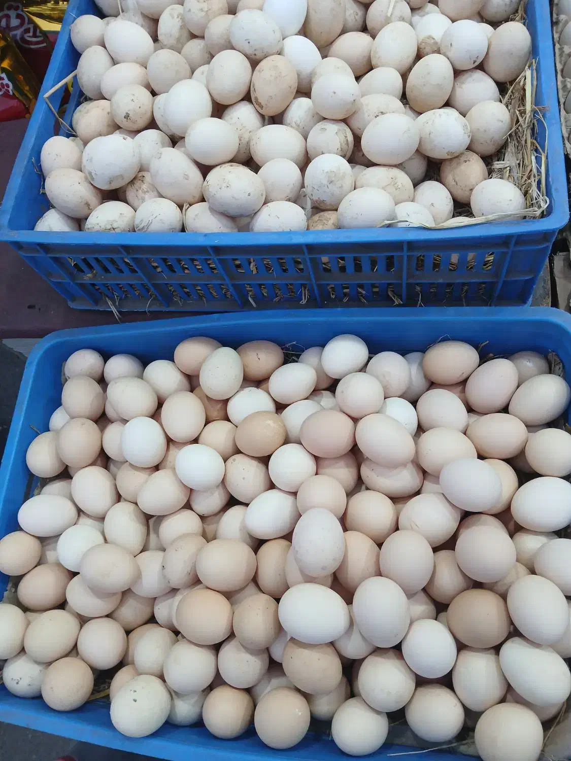 تخم مرغ واردک محلی|عمدهفروشی|لنگرود, |دیوار