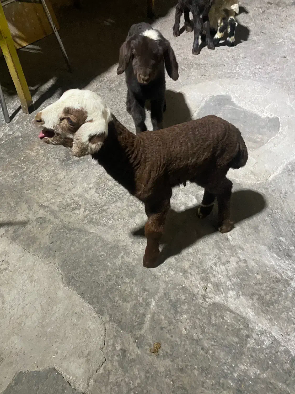 سلام پنج تا بره دوقلو|حیوانات مزرعه|کرمان, |دیوار