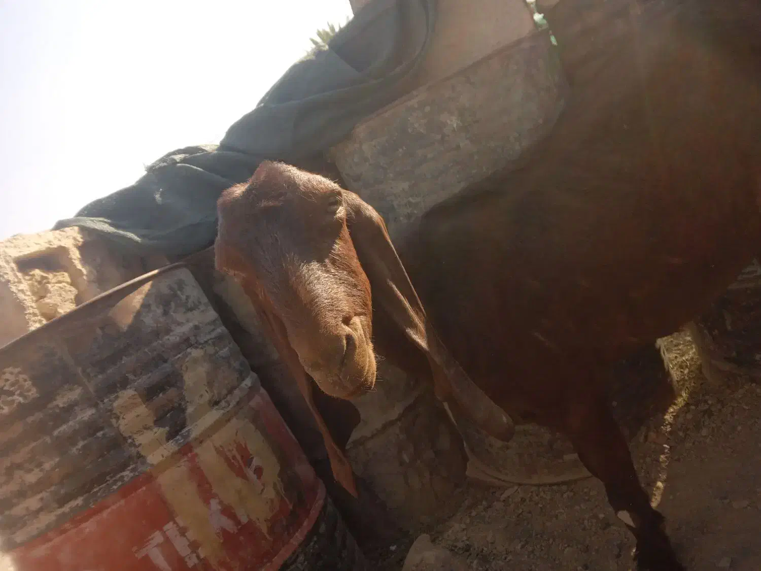 بز نسل دار تازه آبستن یک یک ونیم ماهش هس|حیوانات مزرعه|سیب و سوران, |دیوار