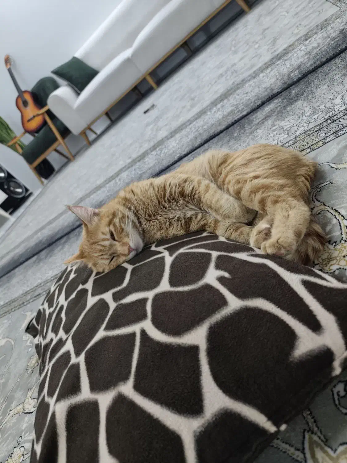 گربه گم شده|حیوانات|مشهد, طبرسی شمالی|دیوار