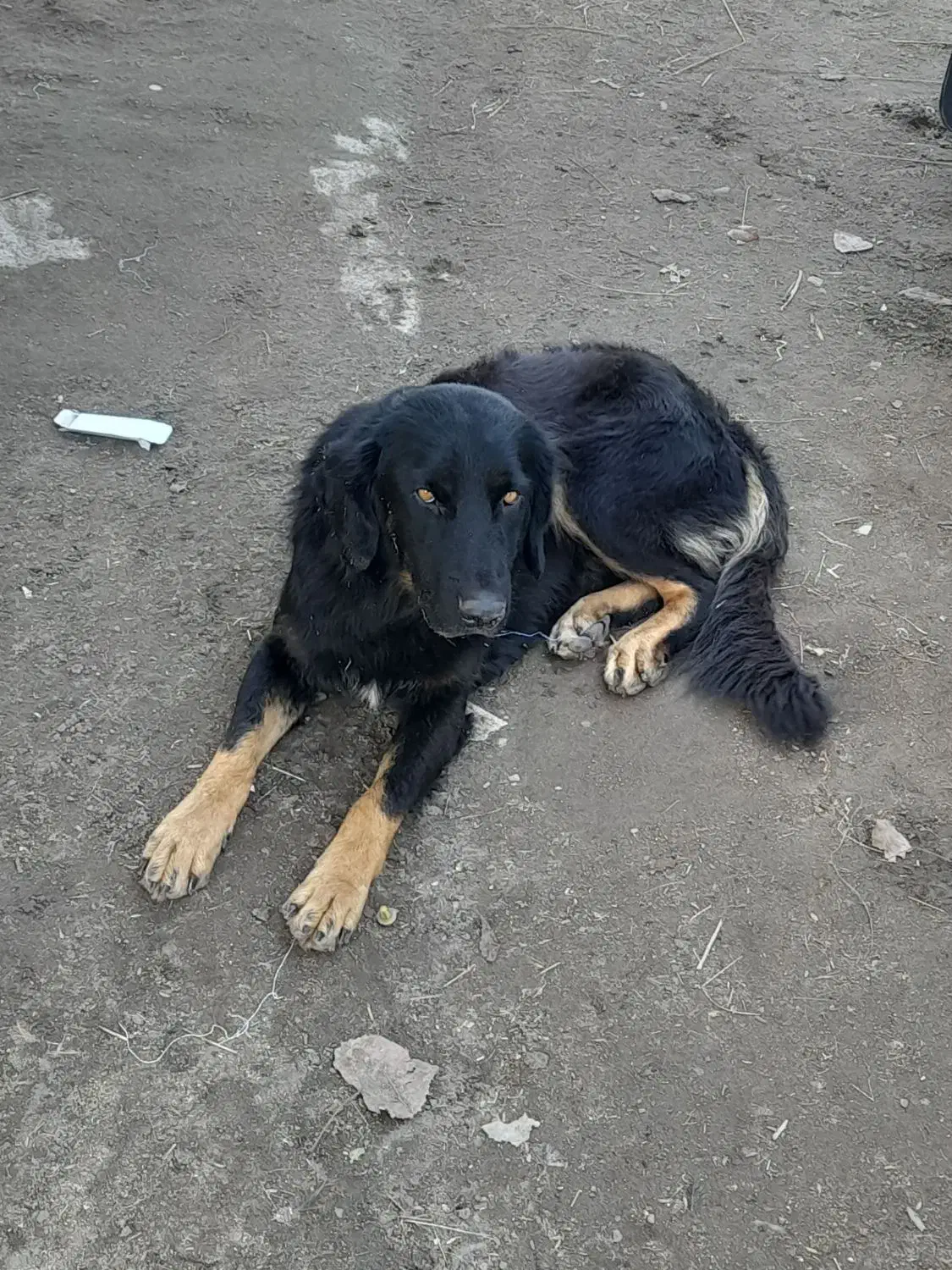 معاوضه این سگ ها|سگ|رودبنه, |دیوار