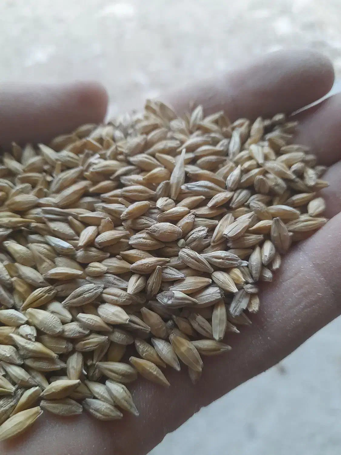 جو دامی|حیوانات مزرعه|گیلان غرب, |دیوار