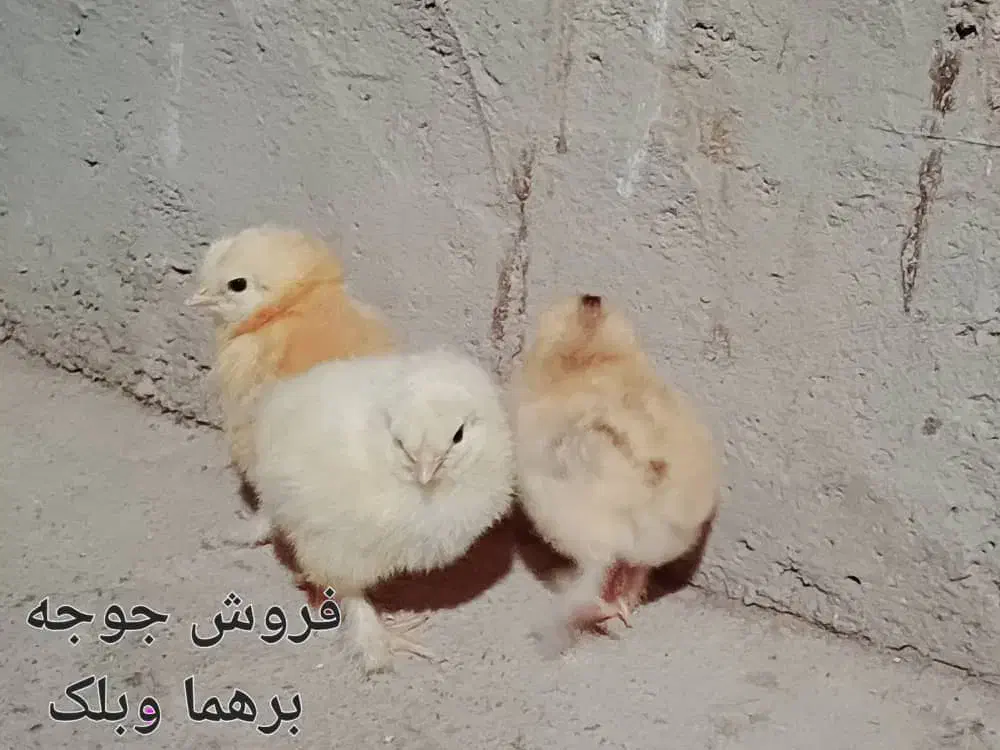 فروش جوجه نژاد دار از برهما وگلین وایسبارومحلی|حیوانات مزرعه|جهرم, |دیوار