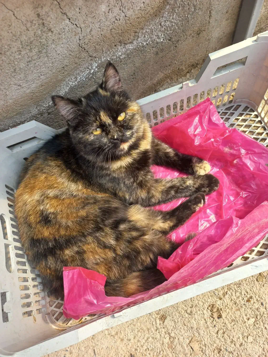 گربه|گربه|هشتگرد, شهرک اداری|دیوار