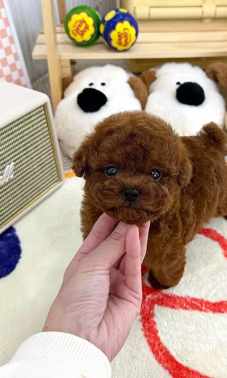 مالتیز عروسکی|سگ|سنندج, |دیوار