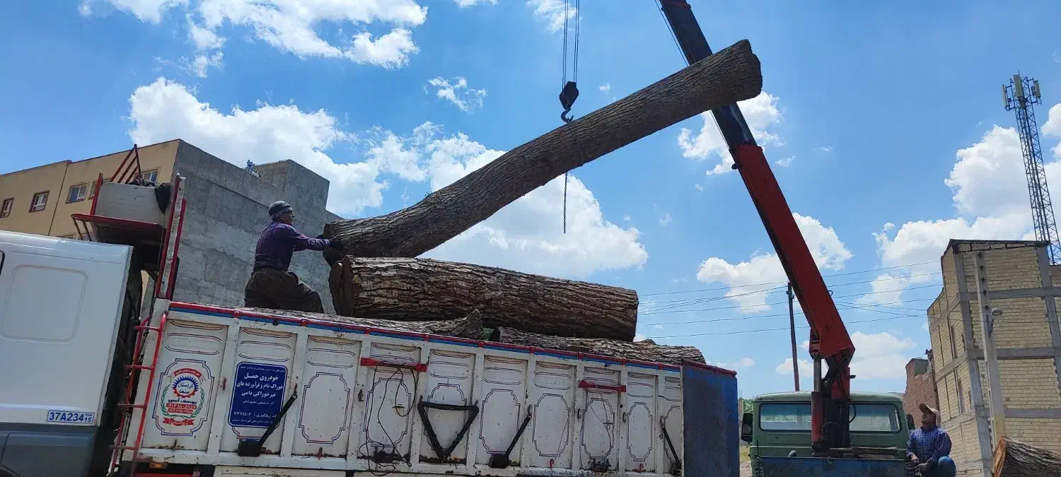 خرید درخت و هرس|خدمات باغبانی و درختکاری|اسکو, |دیوار