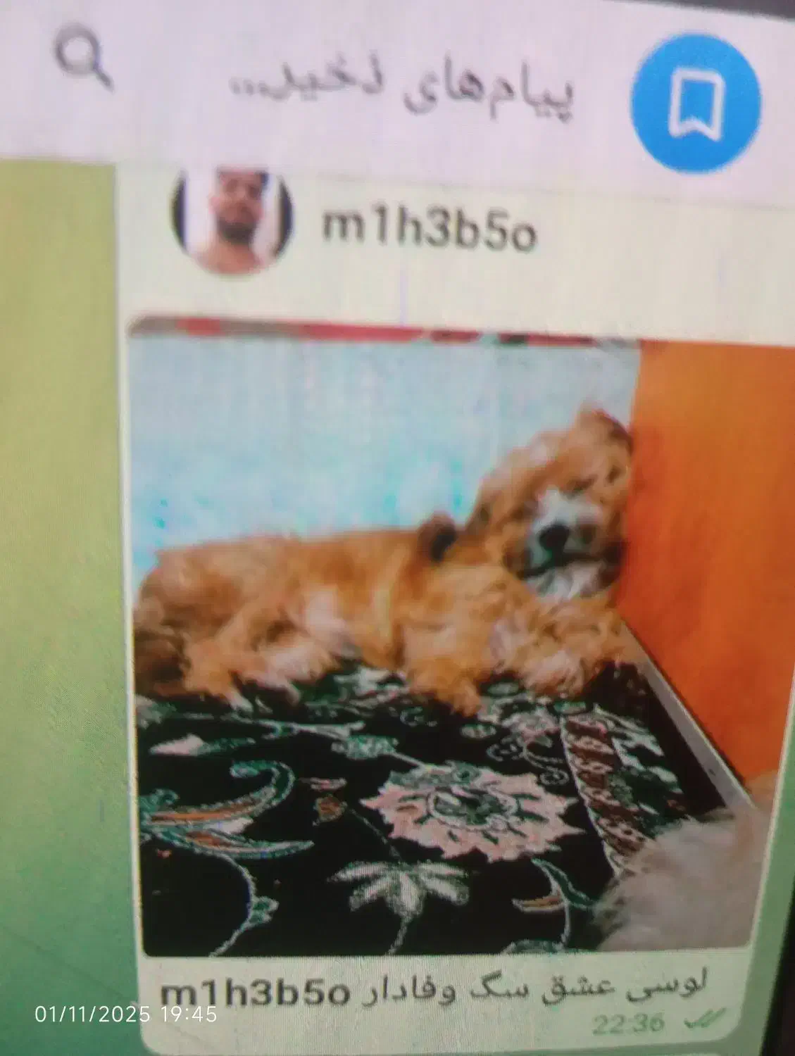 دو عدد سگ تریر  عروسکی|حیوانات|بندرعباس, |دیوار